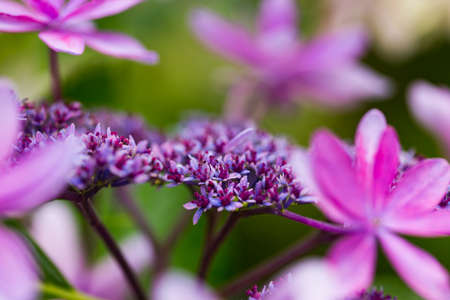 Japanese Hydrangea blooming in the rainy seasonの写真素材