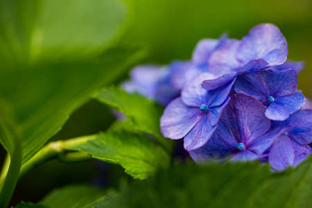 Japanese Hydrangea blooming in the rainy seasonの写真素材
