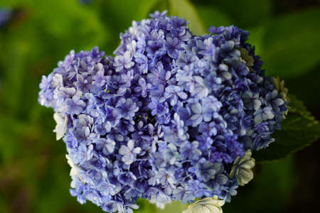 Japanese Hydrangea blooming in the rainy seasonの写真素材