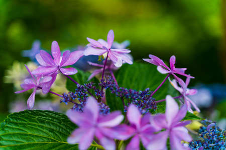 Japanese Hydrangea blooming in the rainy seasonの写真素材