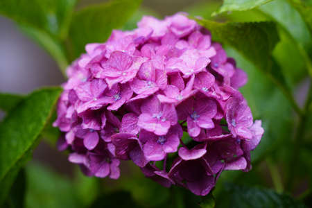 Japanese Hydrangea blooming in the rainy seasonの写真素材