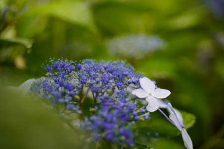 Japanese Hydrangea blooming in the rainy season