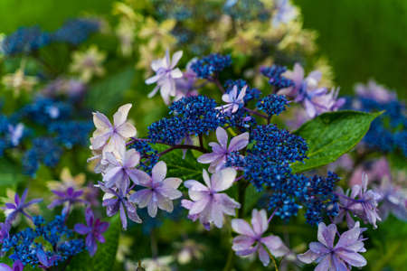 Japanese Hydrangea blooming in the rainy seasonの写真素材