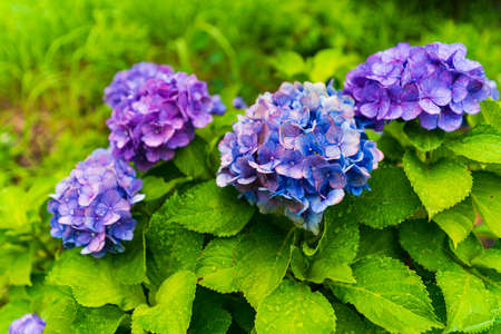 Japanese Hydrangea blooming in the rainy season