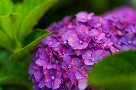 Japanese Hydrangea blooming in the rainy seasonの写真素材