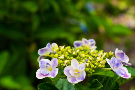 Japanese Hydrangea blooming in the rainy seasonの写真素材