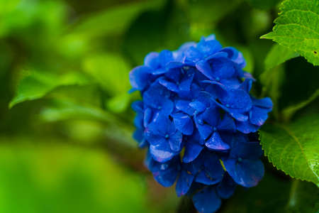 Japanese Hydrangea blooming in the rainy seasonの写真素材