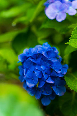 Japanese Hydrangea blooming in the rainy seasonの写真素材
