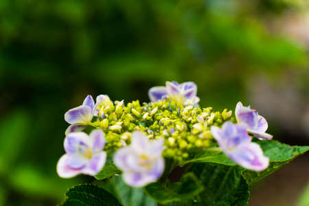 Japanese Hydrangea blooming in the rainy seasonの写真素材