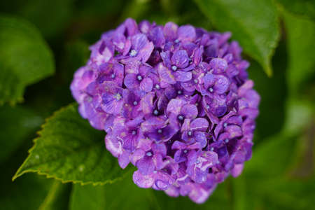 Japanese Hydrangea blooming in the rainy seasonの写真素材