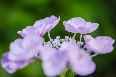 Hydrangea macrophylla in the garden. Selective focus.の写真素材