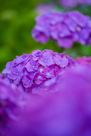 Purple hydrangea flower in the garden on blurred backgroundの写真素材
