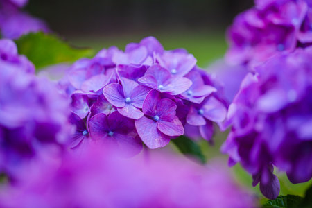 Purple hydrangea flowers close-up macro photography.の写真素材