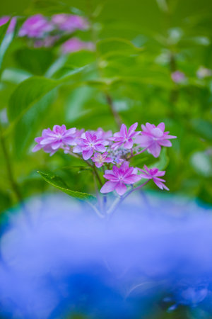 Hydrangea flowers in the garden. Selective focus. nature.の写真素材
