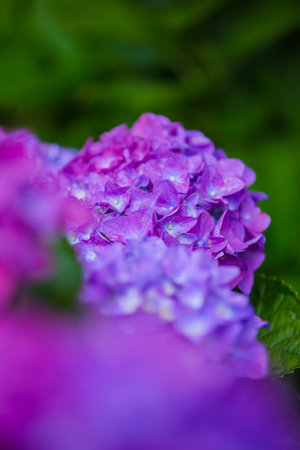 Purple hydrangea flower with green leaves in the gardenの写真素材