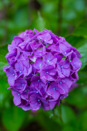 Purple hydrangea flowers in the garden on a summer dayの写真素材