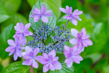 Hydrangea macrophylla, close up of purple flowers.