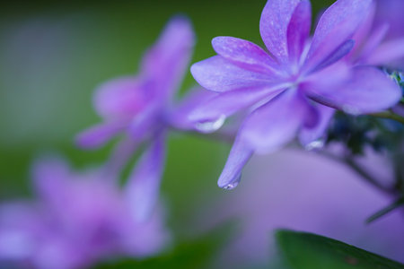 Purple flowers in the garden. Shallow depth of field.の写真素材