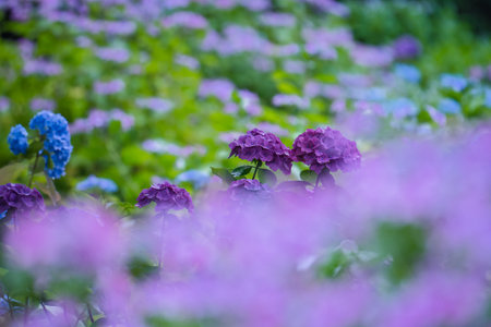 Hydrangea flowers in the garden, selective focus, shallow DOF.の写真素材