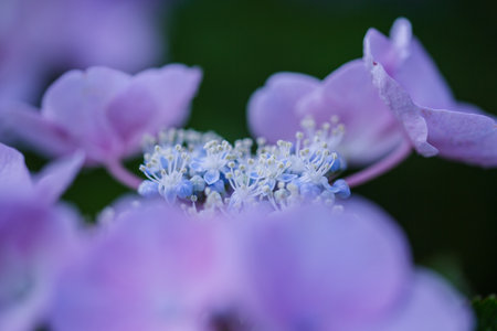 Hydrangea macrophylla blossom in garden, stock photoの写真素材