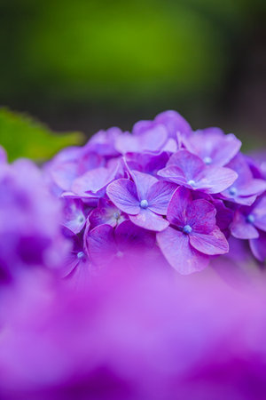 Hydrangea flowers blooming in the garden. Shallow depth of field.の写真素材