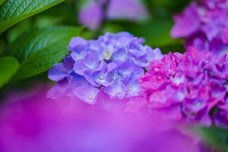 Hydrangea macrophylla flowers in the garden, selective focusの写真素材