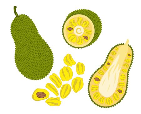 Jackfruit vector image on a white backgroundのイラスト素材