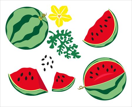 Watermelon vector image with flower and leaves on a white backgroundのイラスト素材