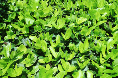 Greenの写真素材