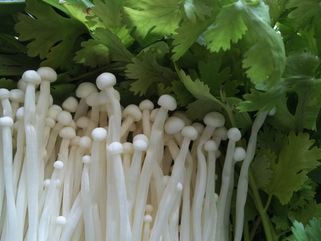 vegetableの写真素材