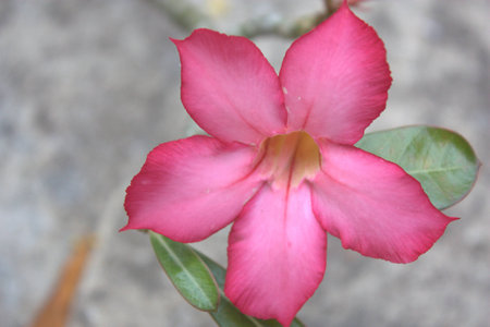 flowerの写真素材