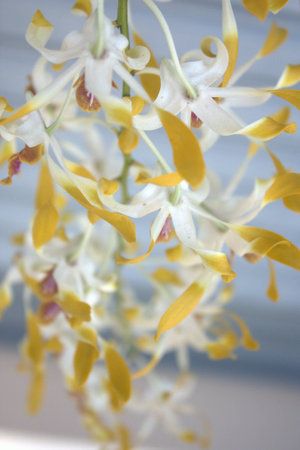 orchidの写真素材