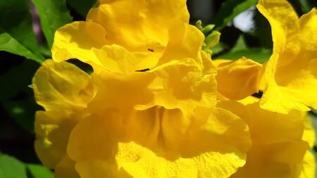 flowers  flower backgroundの写真素材