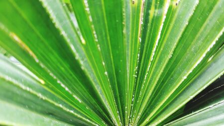 leaf leaves green isolatedの写真素材