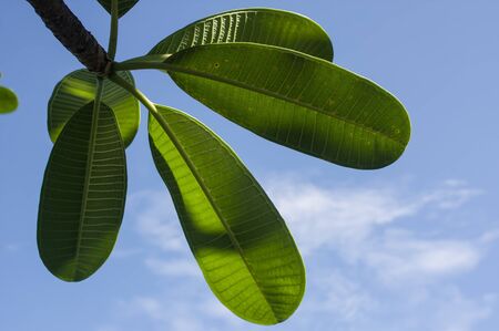 leaf leaves green isolated