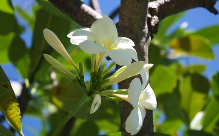 flowers flower background whiteの写真素材