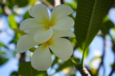 flowers flower background whiteの写真素材