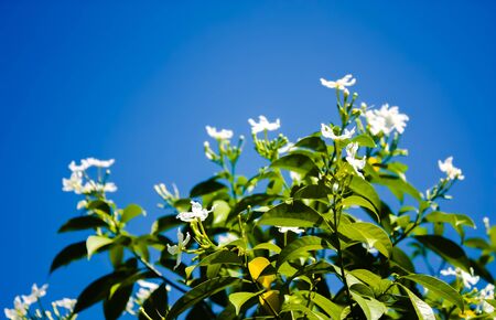 flowers  flower backgroundの写真素材