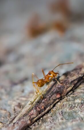 ant ants carrying macroの写真素材