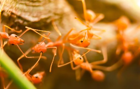 ant ants carrying macro