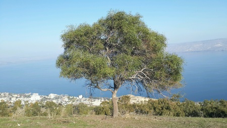 Tree with view to Sea of Galilee lakeの素材