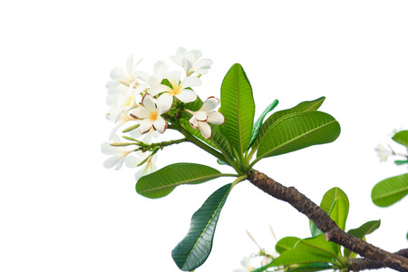 isolate white plumeria brunchの写真素材