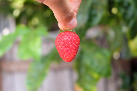 holding a strawberryの写真素材