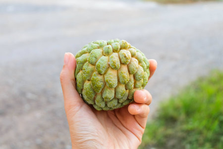 custard appleの写真素材