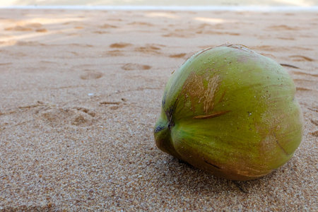 coconut on the beach sandの写真素材