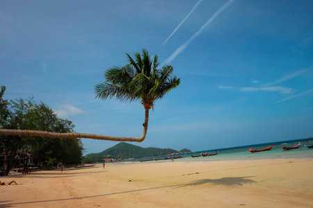 coconut treeの写真素材