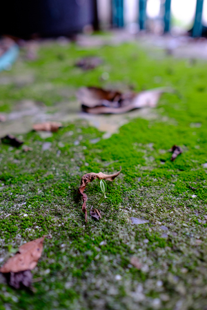 New born sprout emerges from cement floor in rainy seasonの写真素材
