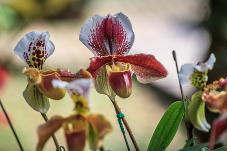 General Orchid in townの写真素材