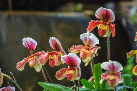 General orchid in townの写真素材