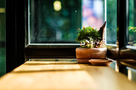 A Bonsai on the wooden table which small bokeh.の写真素材